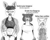 abs artist:efradraws big_biceps big_deltoids boxing_gloves bra dress ears eyes_closed female hands long_hair looking_at_viewer meta:greyscale meta:traditional_art muscular short_hair shorts simple_background smiling species:kangaroo species:mammal tank_top tongue // 4597x3692 // 12MB